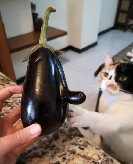 potret lucu kucing dan terong (reddit.com/nep000)