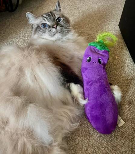 potret lucu kucing dan terong (reddit.com/malachitetoad)