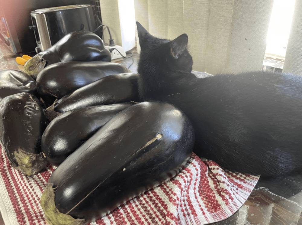 potret lucu kucing dan terong (reddit.com/noisycat)
