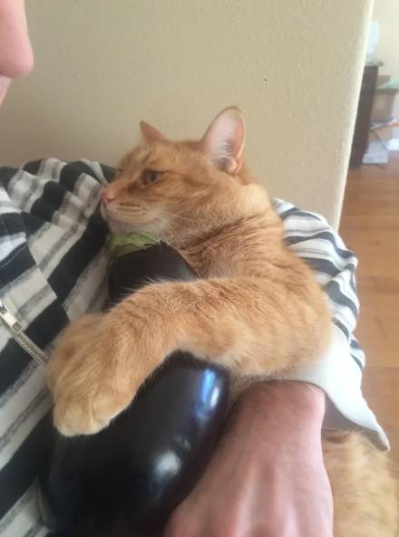 potret lucu kucing dan terong (reddit.com/anonymouscucumber)