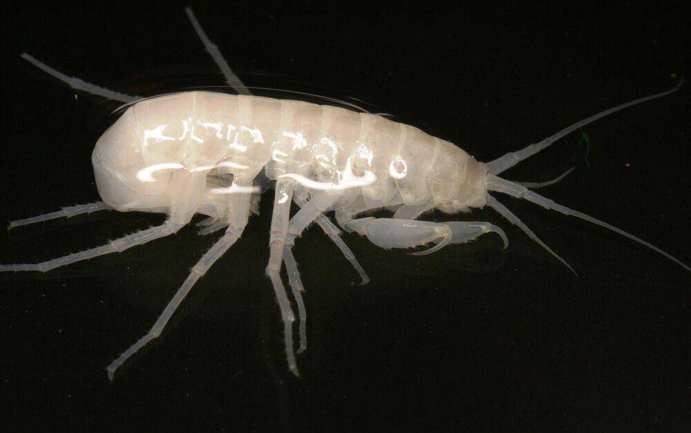 Typhlogammarus mrazeki, salah satu spesies fauna yang ada di Gua Vjetrenica (dok. Roman Ozimec)