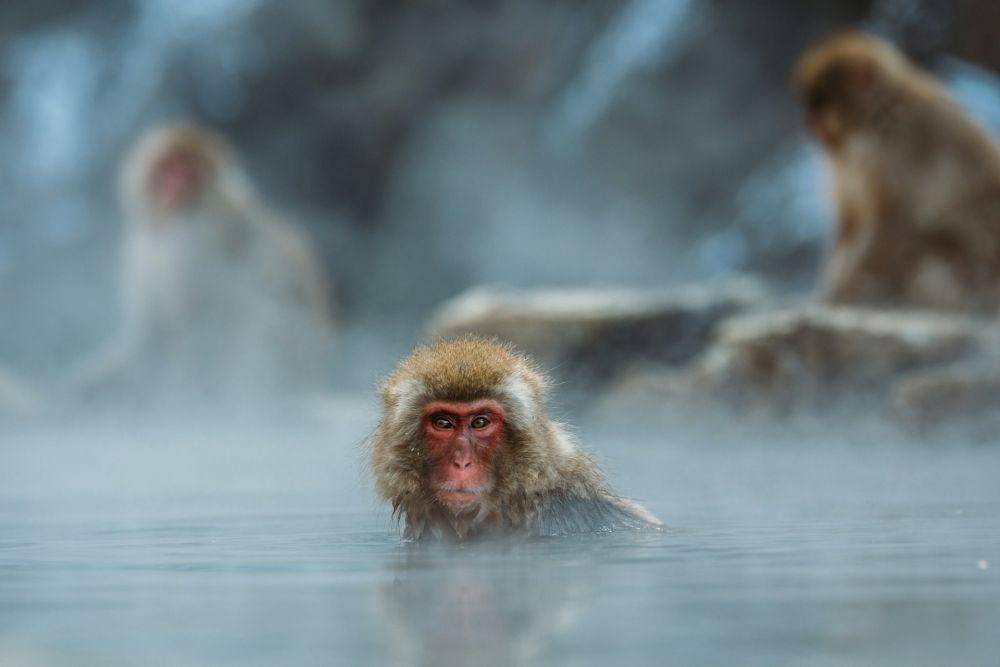 Jigokudani Monkey Park (unsplash.com/Steven Diaz)
