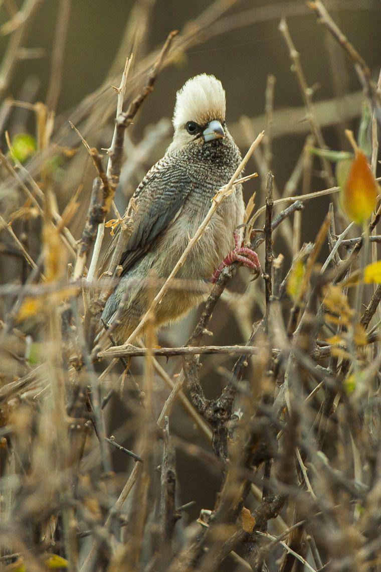 burung tikus berkepala putih (commons.wikimedia.org/Francesco Veronesi)