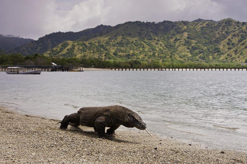 Komodo di pulau komodo