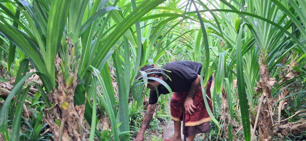 Budi daya pandan wangi di Banjar Tapesan, Tabanan (Dok.IDN Times/Istimewa)