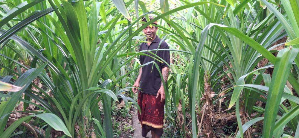 Budi daya pandan wangi di Banjar Tapesan, Tabanan (Dok.IDN Times/Istimewa)