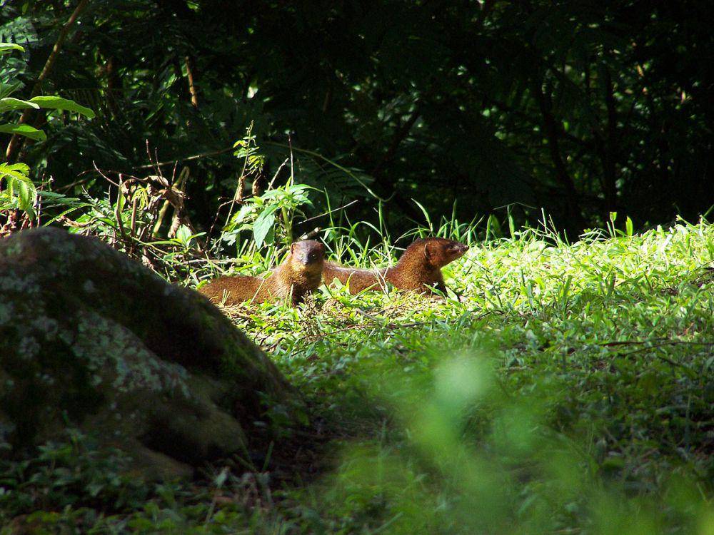 Salah satu spesies Herpestes javanicus (commons.m.wikimedia.org/Kumincir)