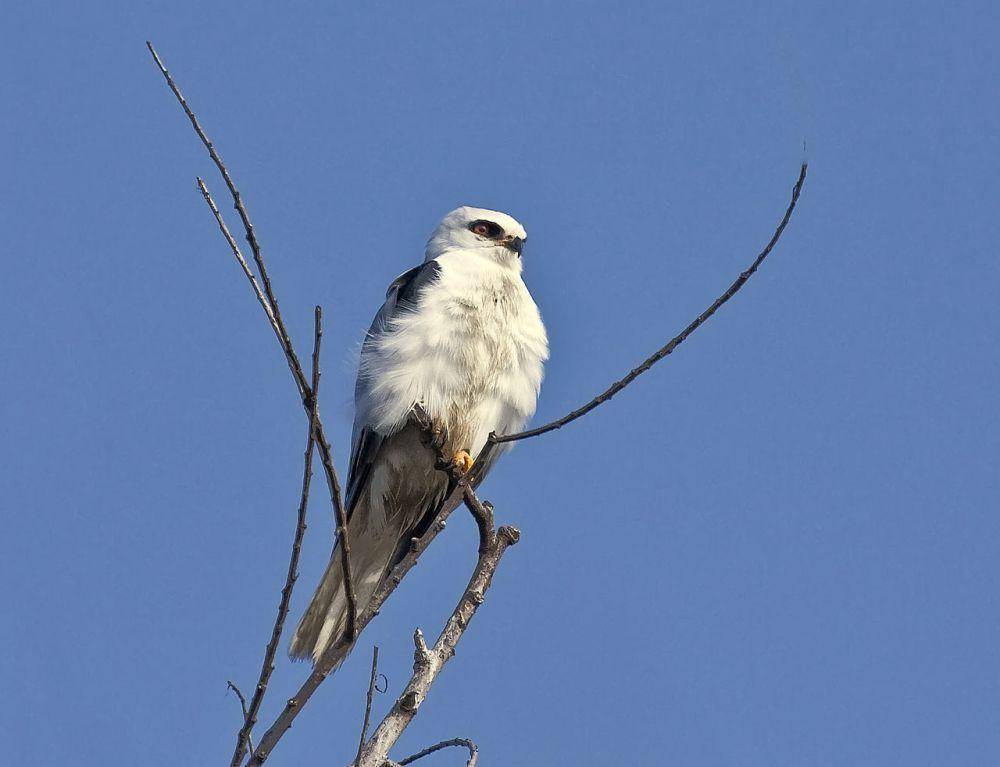 ilustrasi Elanus leucurus (commons.wikimedia.org/Kevin Cole)