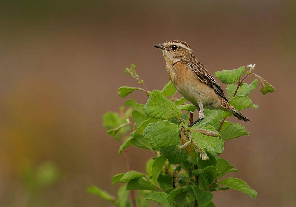 burung whinchat (commons.wikimedia.org/Frank Vassen)