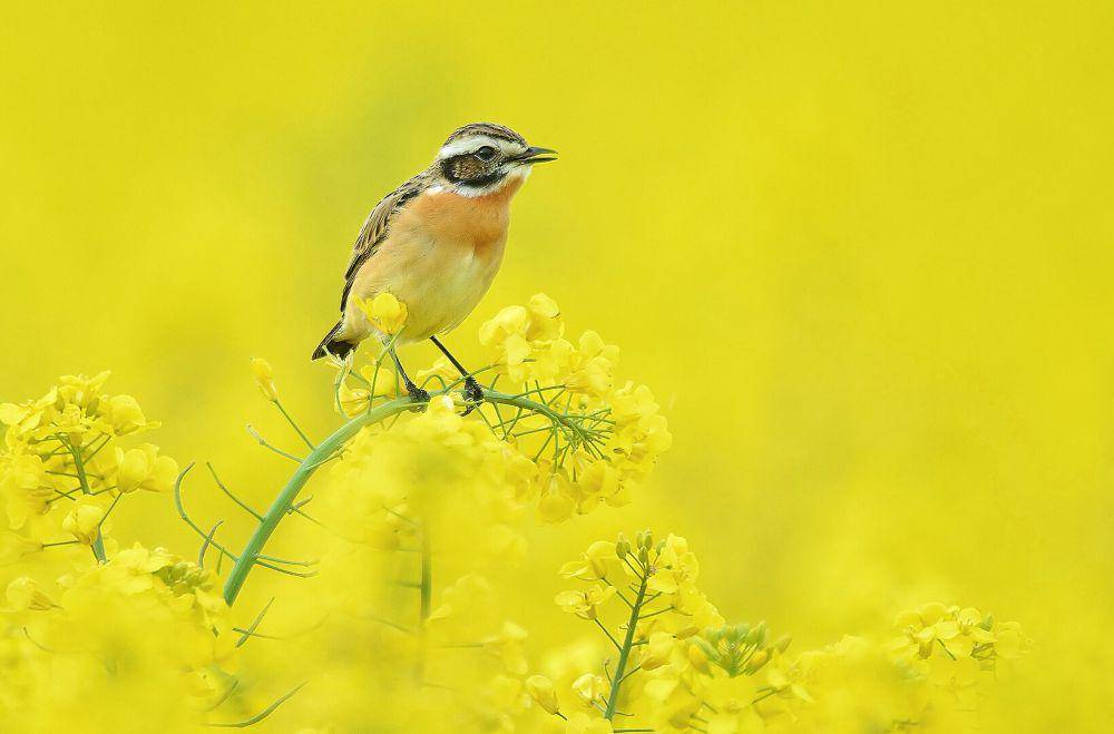 burung whinchat (commons.wikimedia.org/Gernot blum)