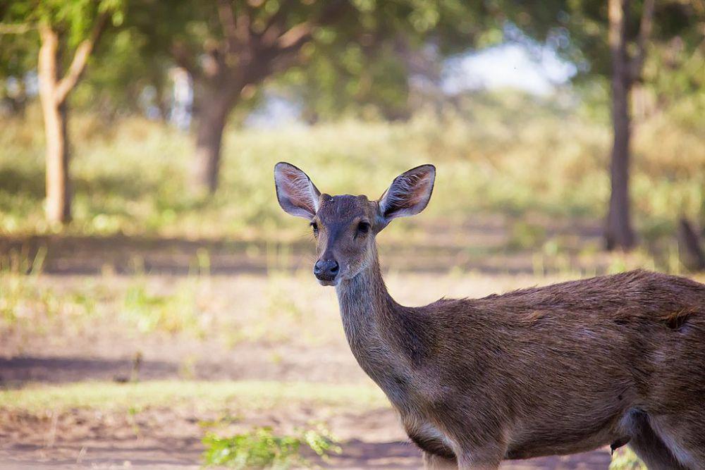 Rusa