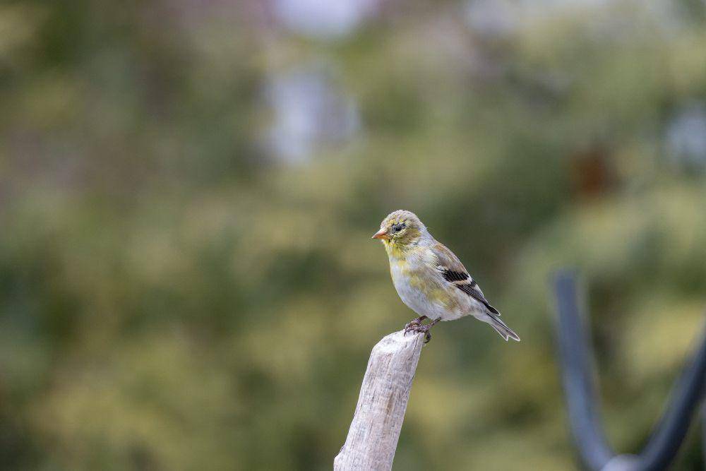 Bulu american goldfinch berubah warna. (freepik.com/wirestock)