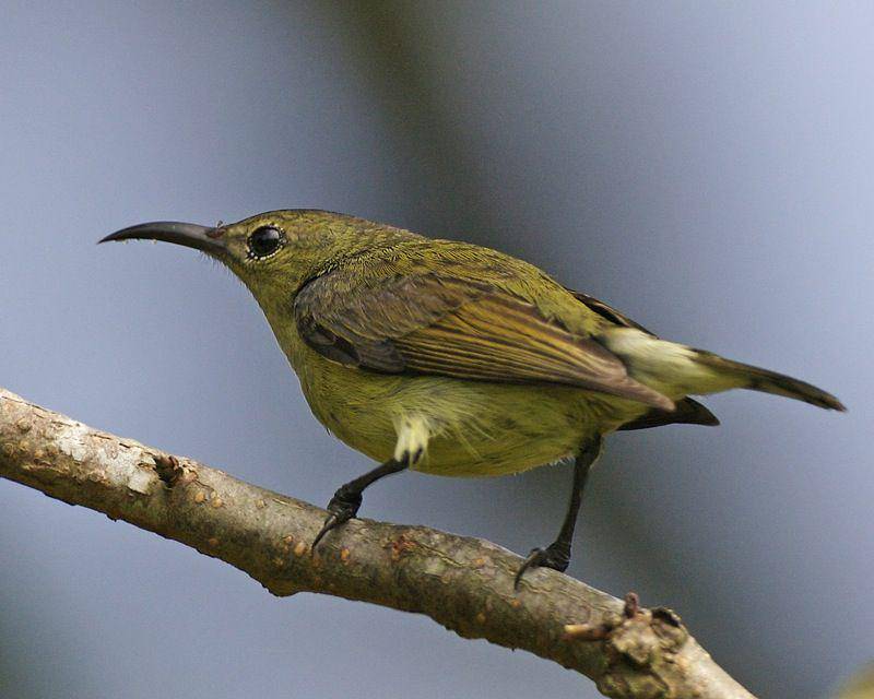 Kolibri ninja betina memiliki warna kurang menarik dibandingkan jantan (flickr.com/Lip Kee)