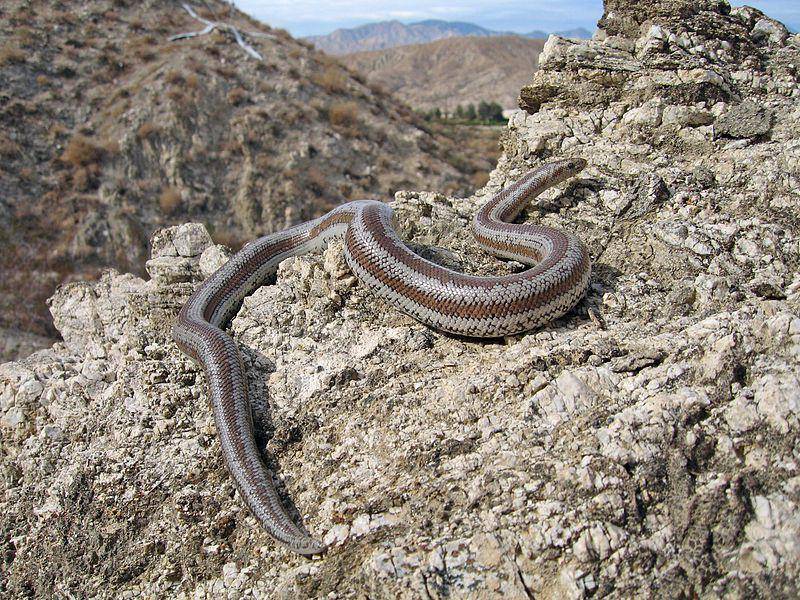 Rosy boa dapat ditemukan di daerah yang penuh dengan bebatuan. (commons.wikimedia.org/Robb Hannawacker)