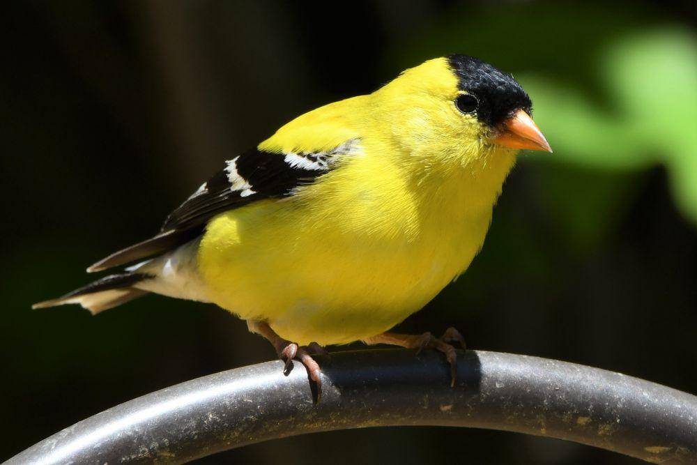 american goldfinch. (pixabay.com/Miles Moody)