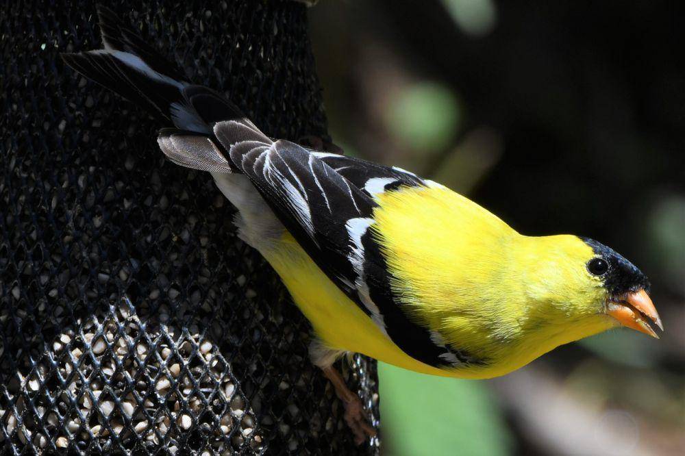 Cara makan american goldfinch yang unik. (pixabay.com/Miles Moody)