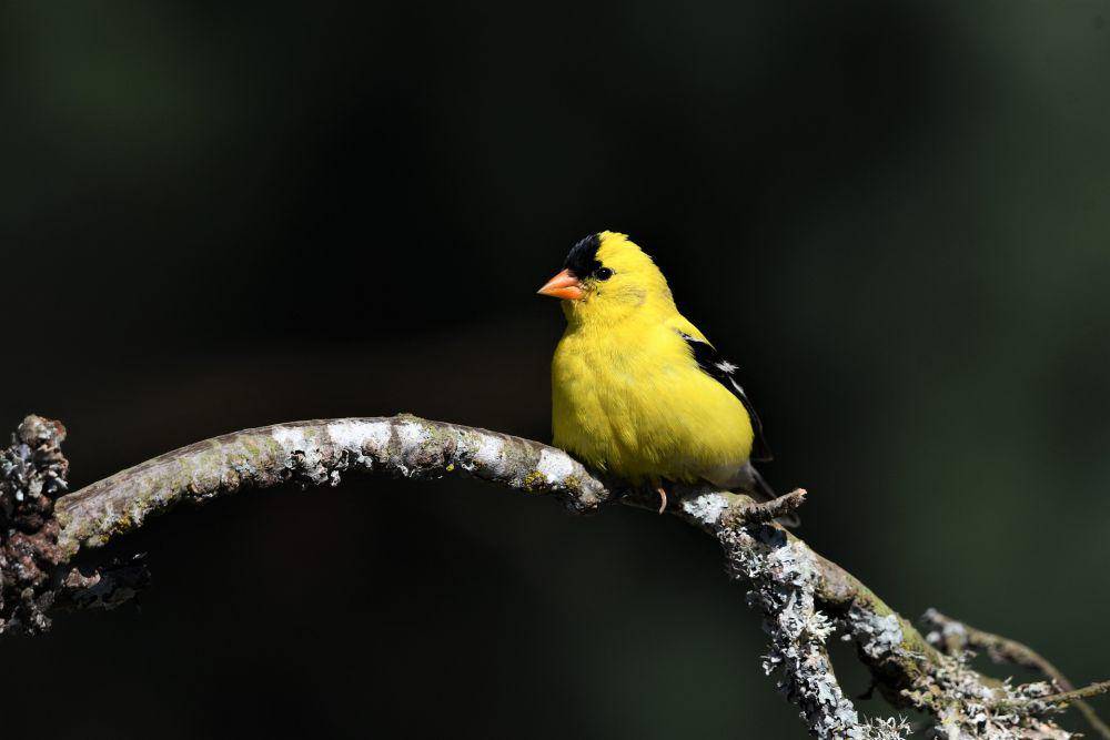 American goldfinch. (pixabay.com/Veronika Andrews)
