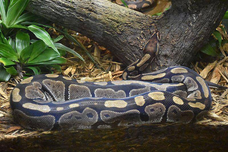 sanca kembang yang hidup di terarium di Kebun Binatang Bronx (commons.wikimedia.org/MusikAnimal)