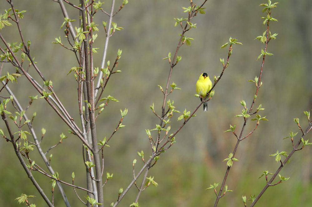 american goldfinch bermigrasi. (pixabay.com/Joshua Stoner)