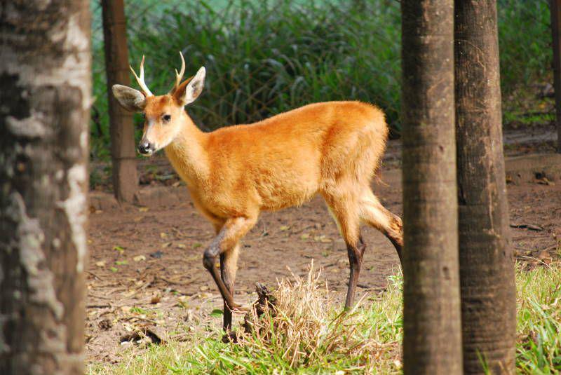 6 Spesies Rusa dari Famili Cervidae, Menjadi Lambang Kerajaan