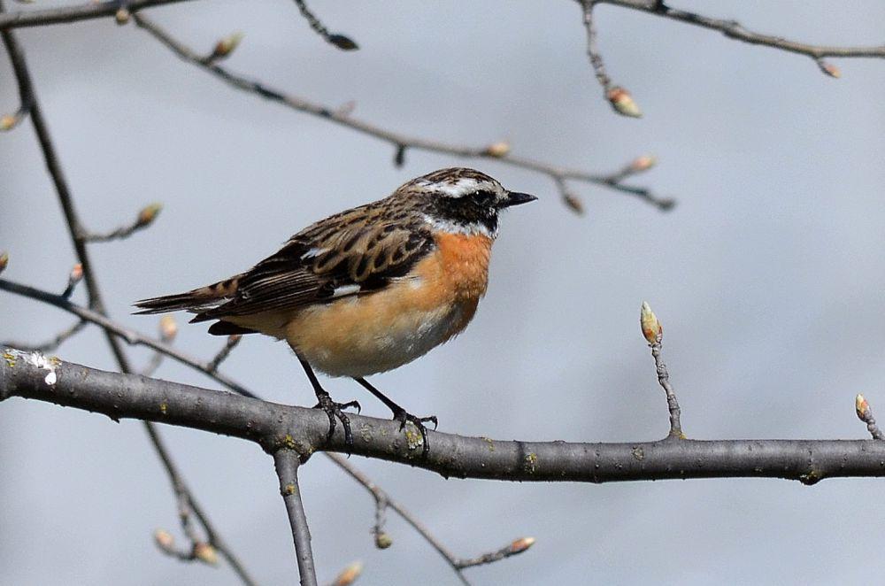 5 Fakta Unik Burung Whinchat, Suka Bertengger di Tempat Tinggi!