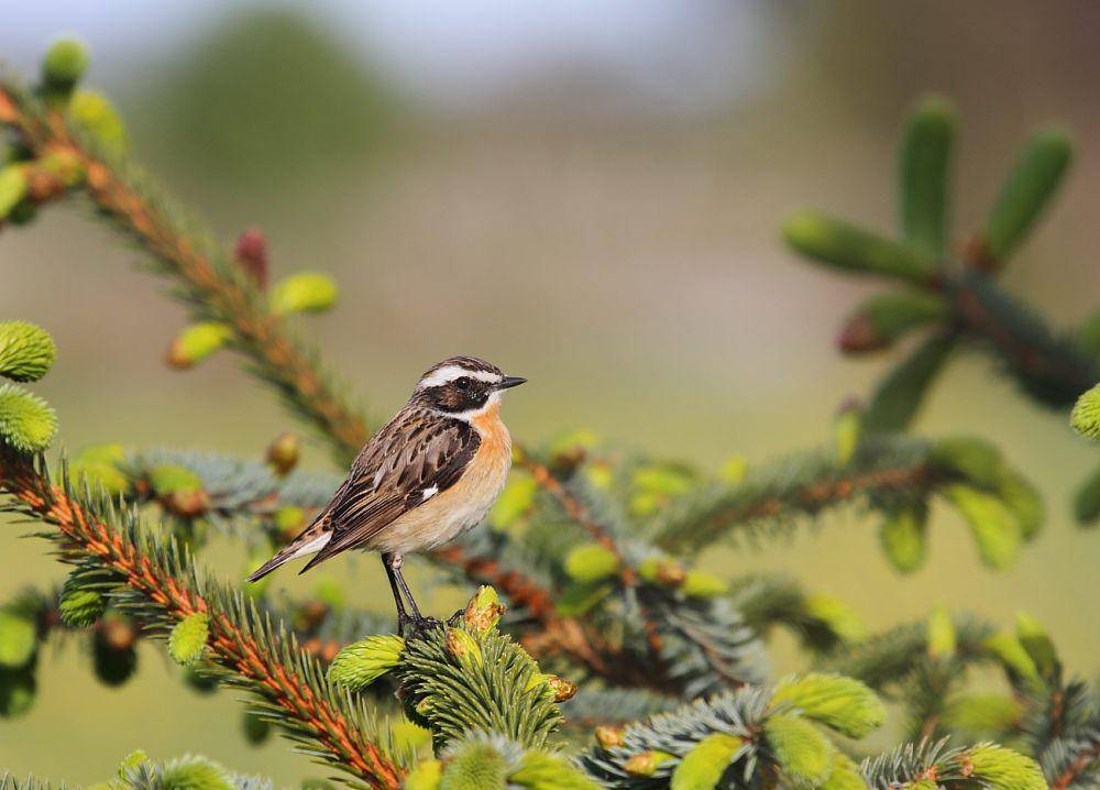 burung whinchat (commons.wikimedia.org/Marton Berntsen)