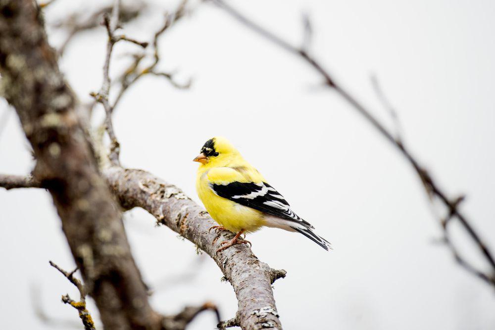 7 Fakta Menarik American Goldfinch, Burung yang Suka Bermigrasi