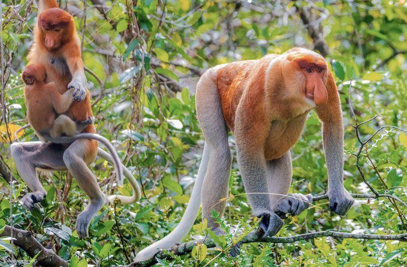 Fakta Stasiun Riset Bekantan di Pulau Curiak sebagai Ekowisata Kece