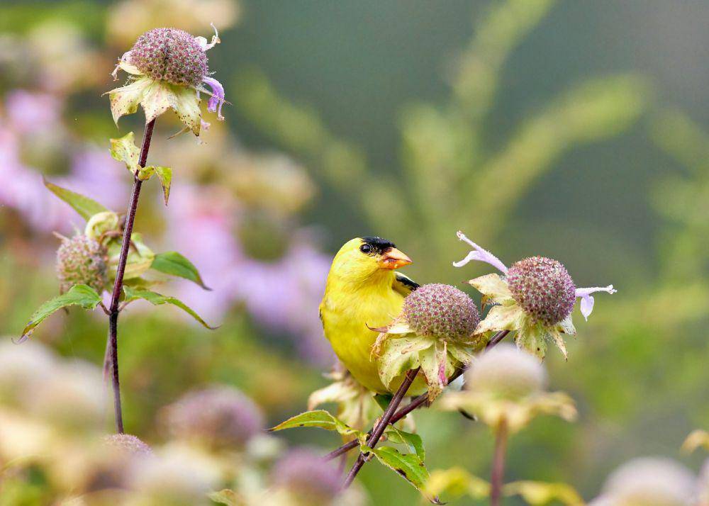 American goldfinch makan biji-bijian. (unsplash.com/Jongsun Lee)