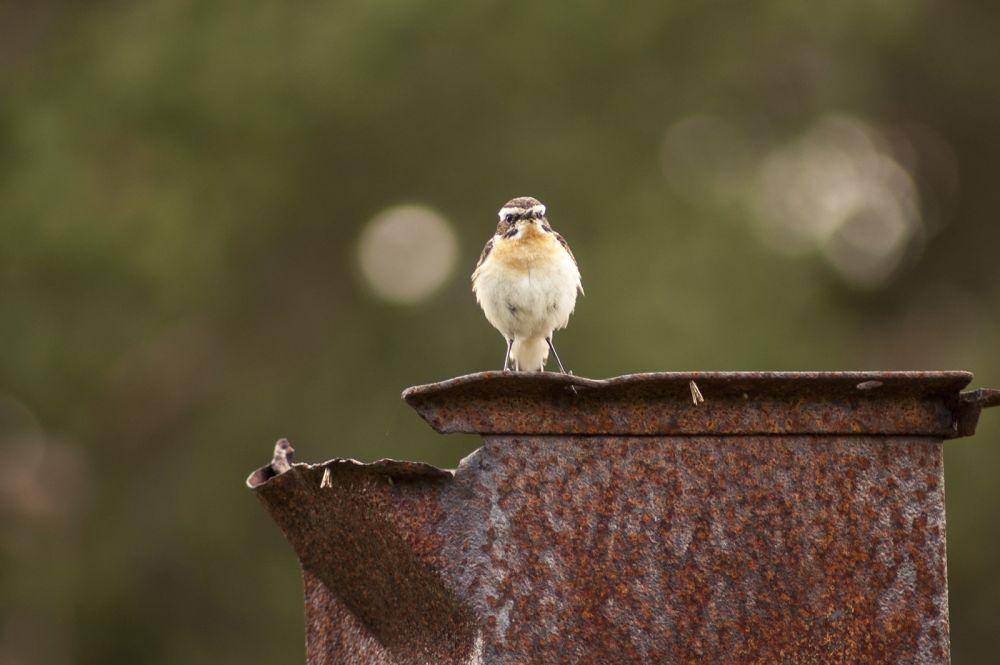 burung whinchat (commons.wikimedia.org/Kristian Pikner)
