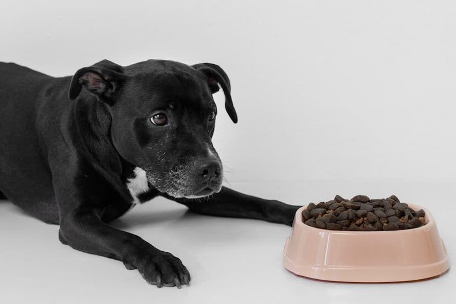 Penyebab Kenapa Anjing Tidak Mau Makan? Ini 5 Kemungkinan Penyebabnya