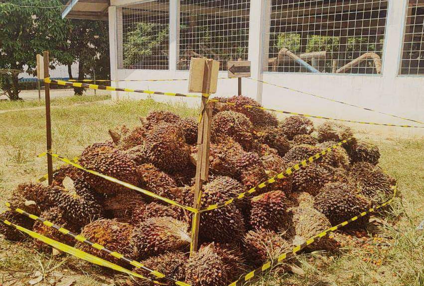 Komplotan pencuri terciduk menjarah kepala sawit milik PT Gunung Madu Plantation (GMP). (Dok. Polres Lampung Tengah).