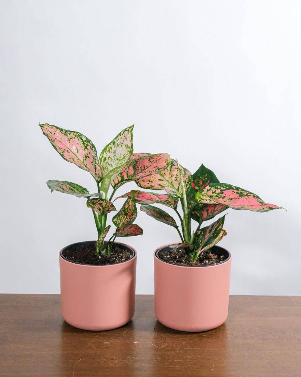 potret Tanaman Aglaonema (unsplash.com/feey)