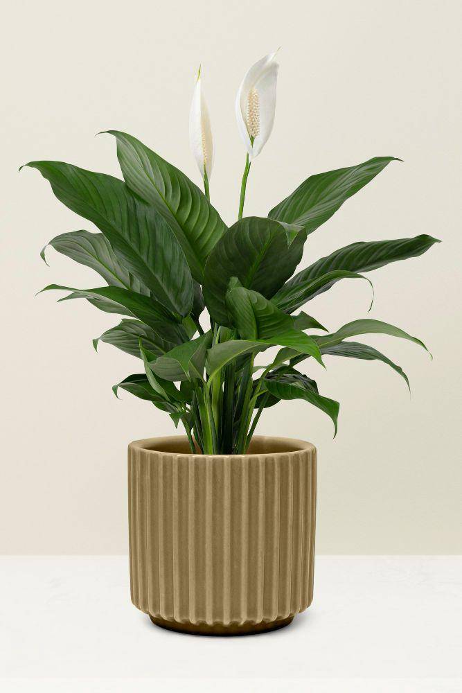 potret tanaman Peace Lily (freepik.com/rawpixel.com)