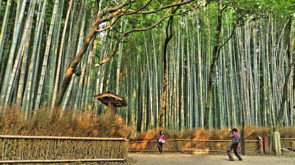 Arashiyama Bamboo Forest (pixabay.com/cschouten41)