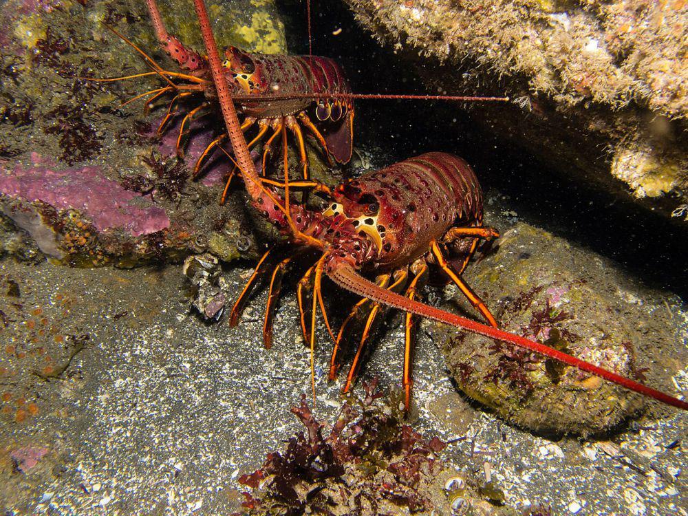 5 Spesies Lobster dari Genus Panulirus yang Hidup di Asia