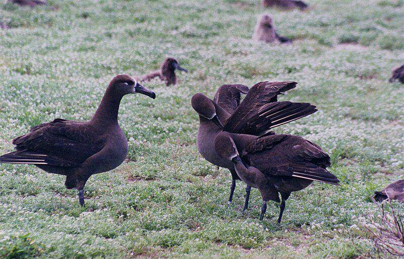 Ilustrasi Black Footed Albatross (commons.m.wikimedia.org/Brocken Inaglory)