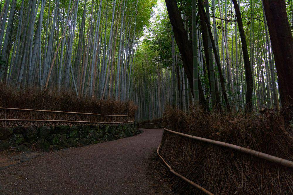 Arashiyama Bamboo Forest (unsplash.com/Fynn Geerdsen)