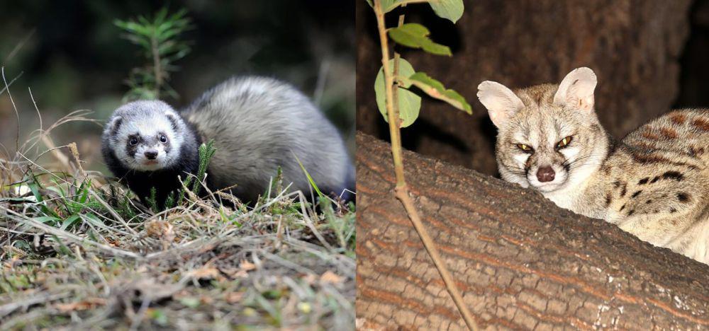 6 Perbedaan Musang dan Genet, Distribusi Geografisnya Beda
