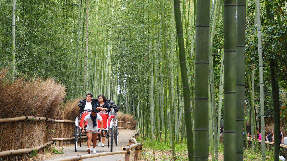 Arashiyama Bamboo Forest (unsplash.com/Jessie Lee)