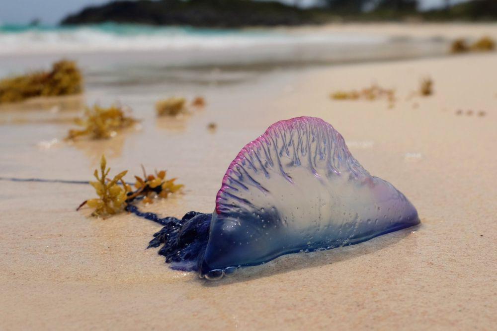 Portuguese man o' war (inaturalist.org/Peter Burka)