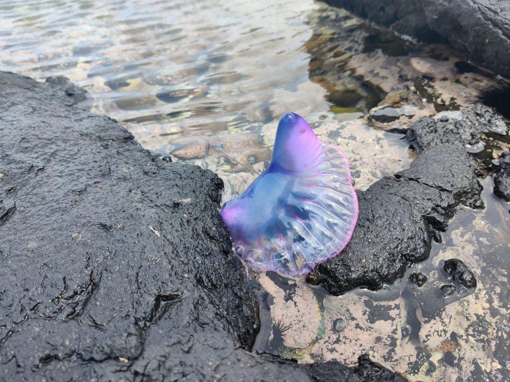 Portuguese man o' war (inaturalist.org/Bret van Putten)
