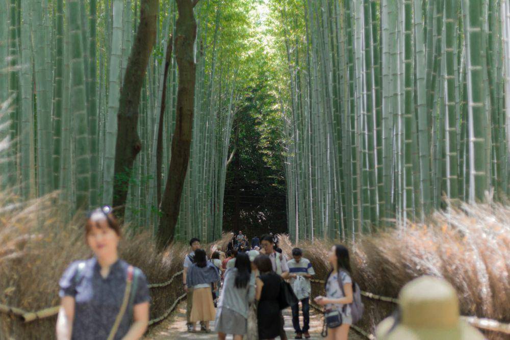 Arashiyama Bamboo Forest (unsplash.com/Ryan Kwok)