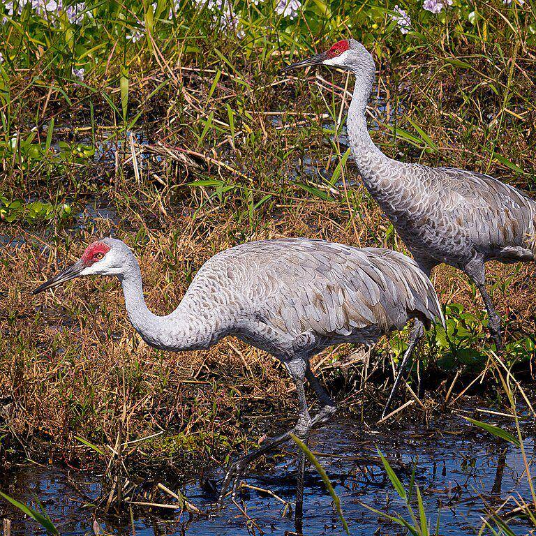 Ilustrasi burung Sandhill Crane (commons.m.wikimedia.org/Ken Thomas)