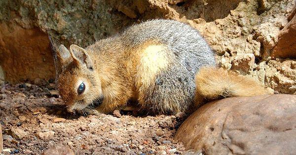 5 Fakta Menarik Caucasian Squirrel, Mamalia yang Hidup di Dua Benua!