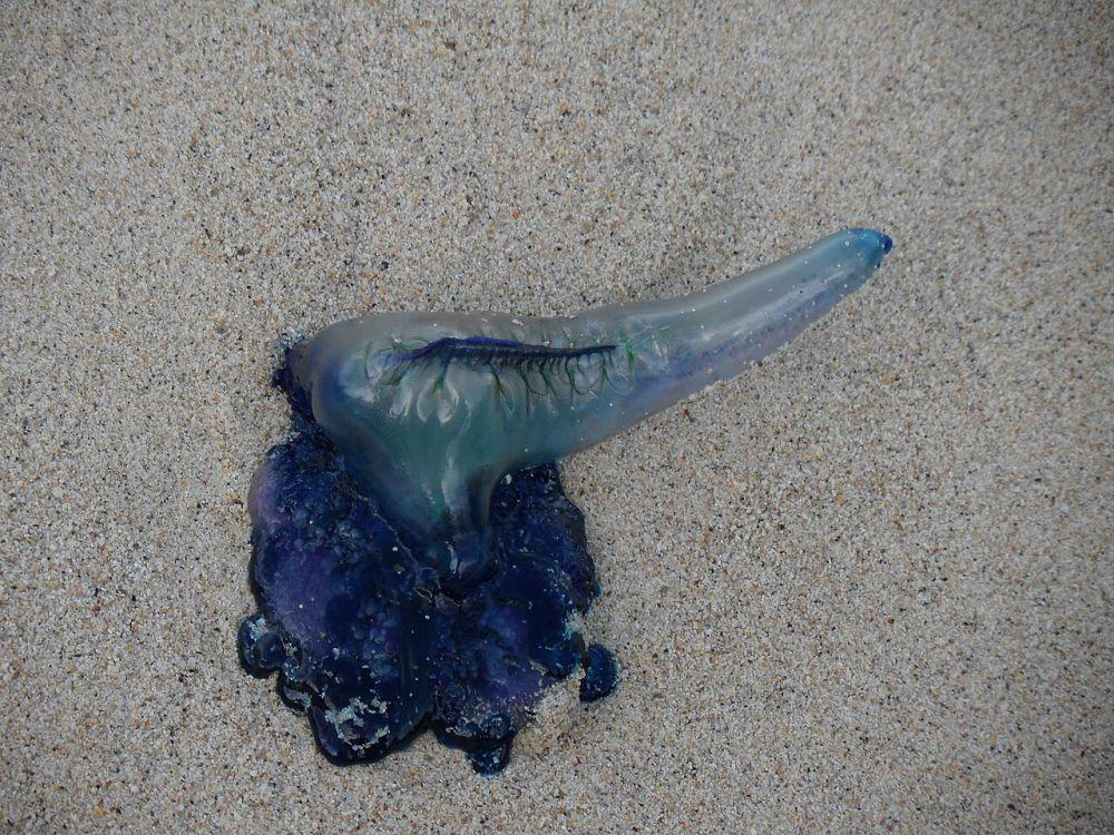 Indo-Pacific man o' war (commons.wikimedia.org/Granitethighs)