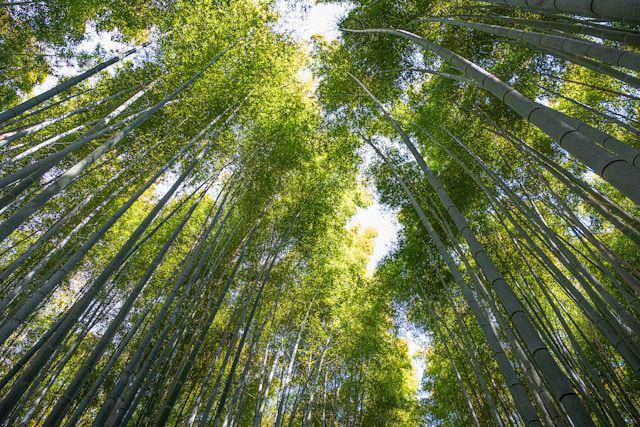 Arashiyama Bamboo Forest (unsplash.com/Sue Winston)