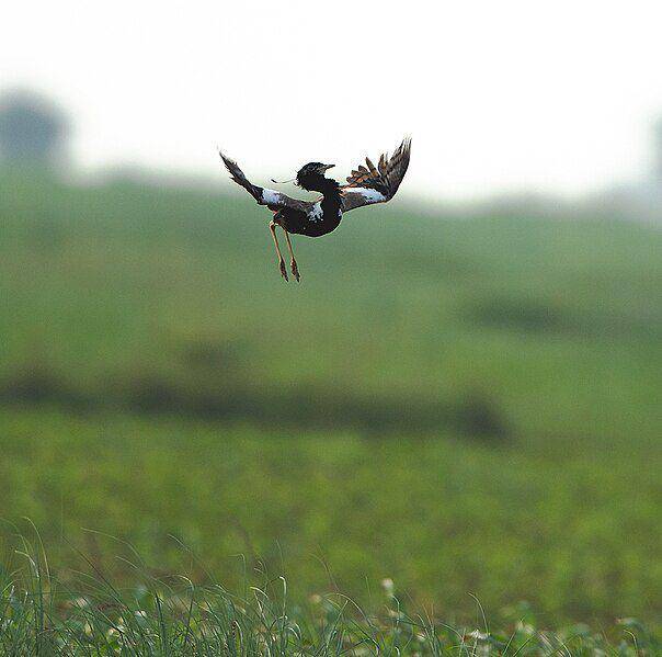 Ilustrasi burung Lesser Florican yang sedang menari (commons.m.wikimedia.org/Koshyk)