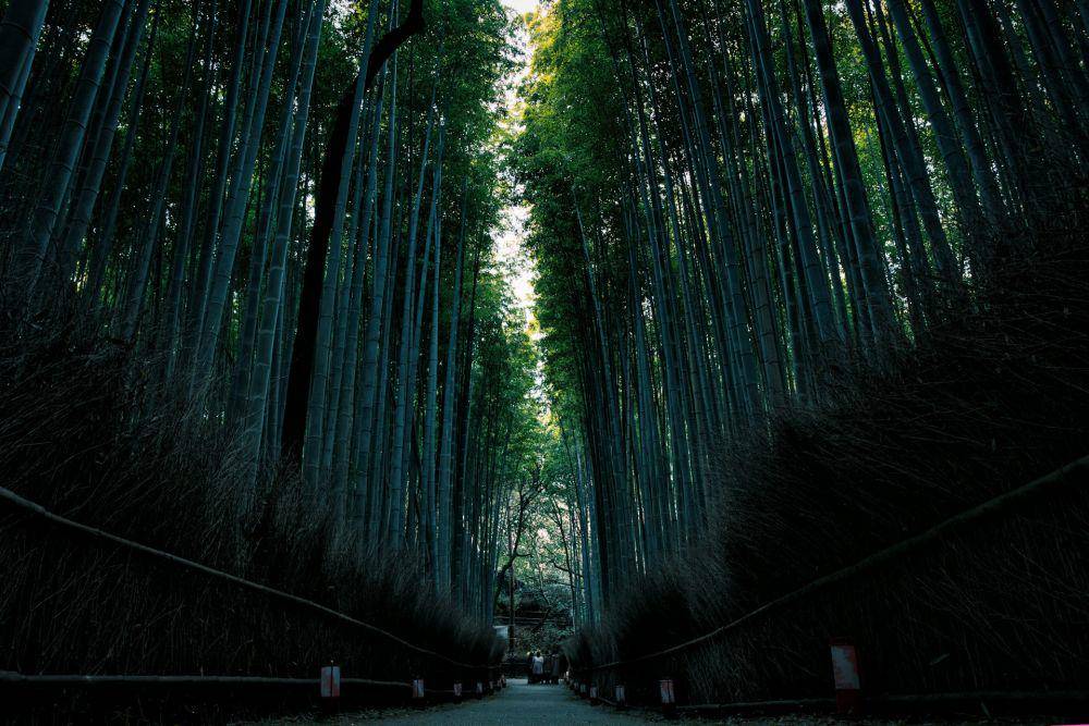 Arashiyama Bamboo Forest (unsplash.com/Yoshihiro)