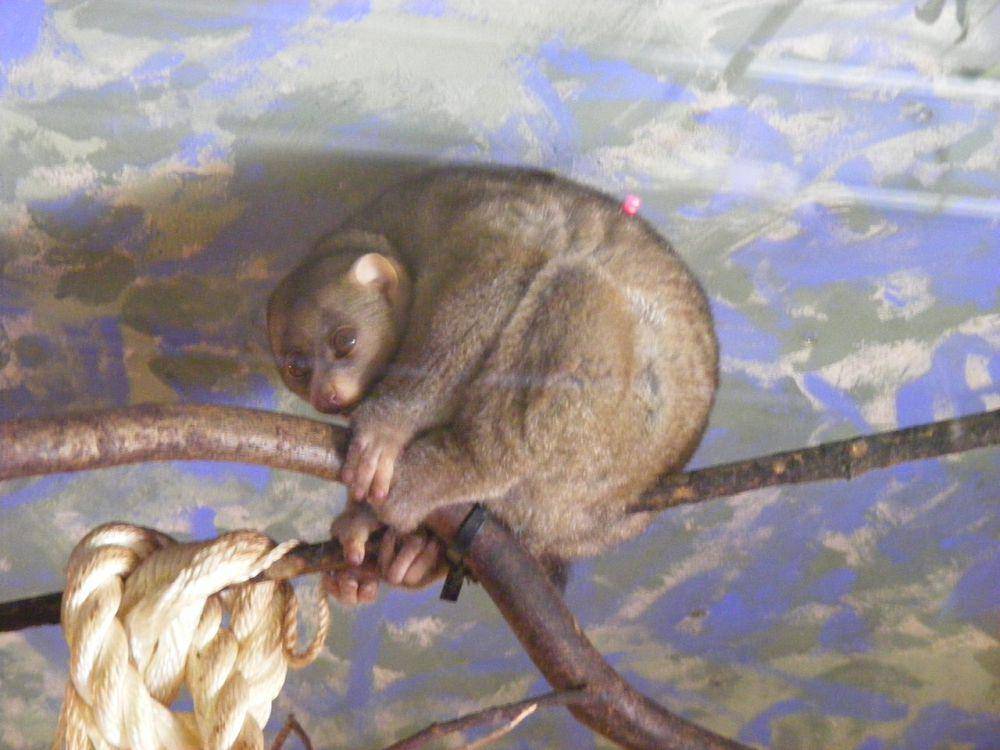 Potto (commons.wikimedia.org/Marie Hale)